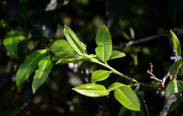 古树普洱茶哪年得好喝？古树普洱茶品种，兴起年份与一般年龄。