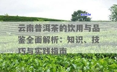 新 '云南普洱茶品质与口感的全方位解析——云臻普洱的真实体验'