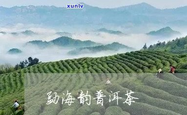 韵海之巅是普洱茶吗