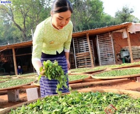 曼兴村：探索勐海县普洱茶的魅力与 *** 过程