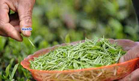 顿普洱茶膏保质期