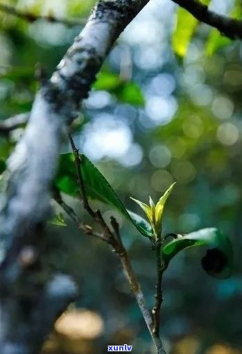 古树单株普洱茶：岁月酝酿的独特风味与健益处