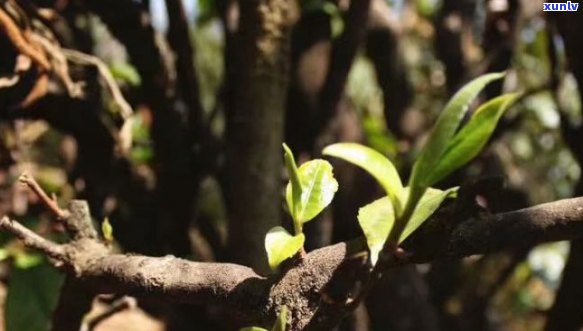 古树普洱茶有独芽吗