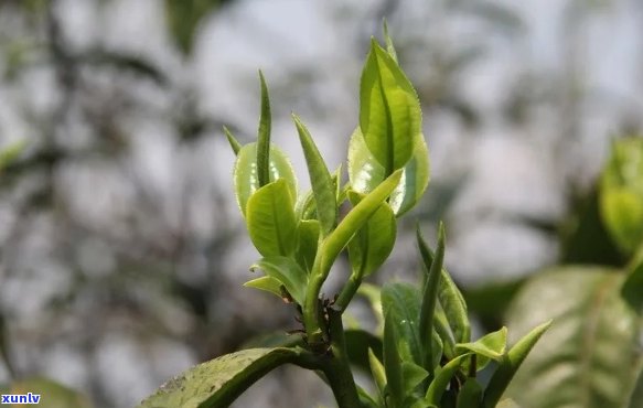 古树普洱茶有独芽吗