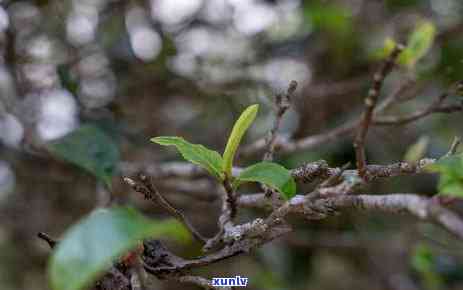 普洱茶无统一标准的解析：原因探讨