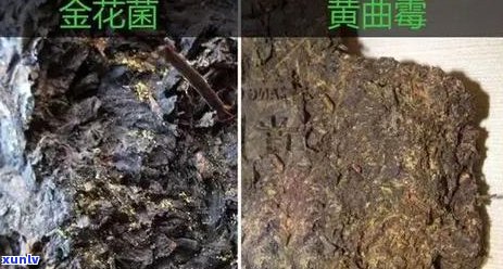 新如何品鉴普洱茶颗粒状？口感、香气与功效全解析！