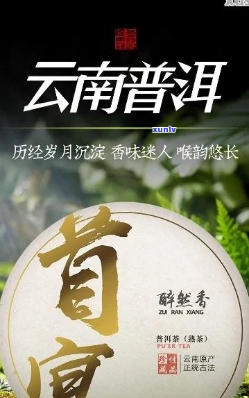 千日醉普洱茶好喝吗怎么样？简介与评价