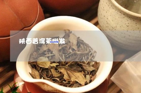 陕西普洱茶批发价格