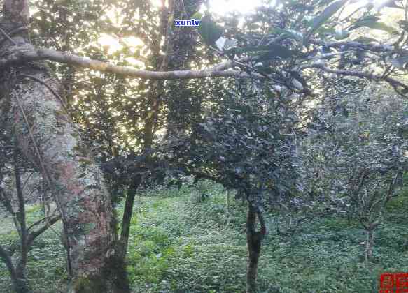 云南古树茶十二块田，高山韵味品鉴宴