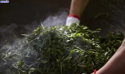 普洱茶 *** 过程：炒制的重要性及影响因素