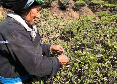 5月底生产的普洱茶品种、与特点一览