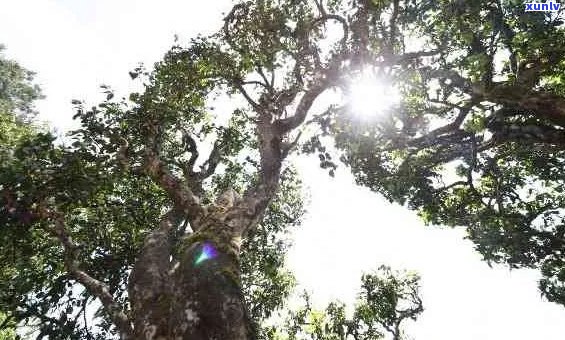 '普洱千年古茶树在哪购买及特点口感，关于普洱千年古树茶的详细介绍'