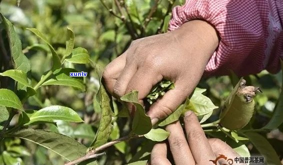 普洱茶一年的采摘次数：什么时间最适合采茶？