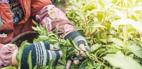 普洱茶一年的采摘次数：什么时间最适合采茶？