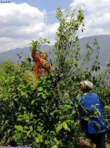 普洱茶一年的采摘次数：什么时间最适合采茶？