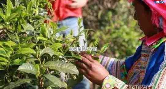 云南普洱茶采摘节与次数全方位解析：了解茶叶成熟周期及产量