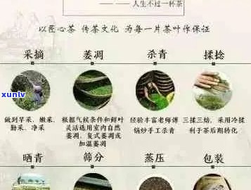 普洱茶级别划分详解：从初级到高级，了解不同级别的特点与品质