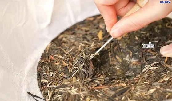 普洱茶橡筋饼：古树茶韵、云南风味、紧压茶制、传统工艺