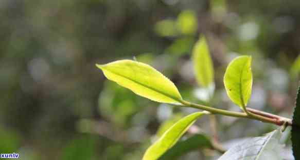 倚邦普洱茶是属于易武吗？还是易？倚邦茶区普洱茶特点和口感如何？