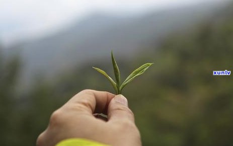 才者普洱茶是几线？才者普洱茶怎么样，价格表和属于什么档次的学费茶。