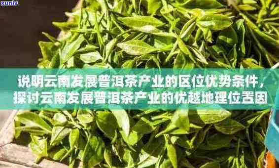 紫芽普洱茶的产地：云南、四川、广东等地的茶叶品质对比分析