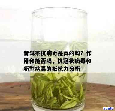 普洱茶可以抵抗新型病吗？- 关于普洱茶的抗病作用研究