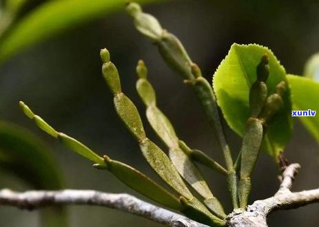 熟普洱茶饼晒干后的变化：能否保留原有品质与口感？如何正确保存与品尝？