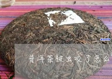 普洱茶有虫咬好不好