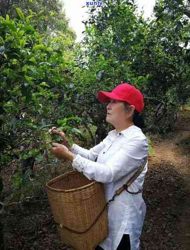 李美瑛：普洱茶传奇人物与其创立的普洱茶