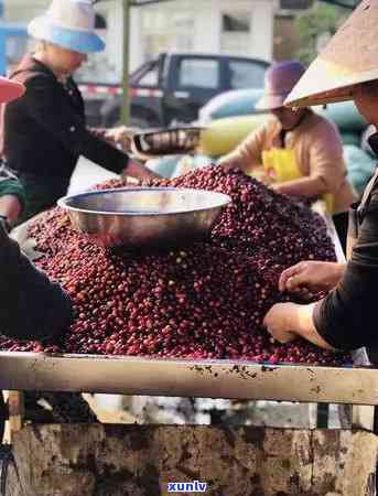 云南普洱茶：独特风味与越品质的综合体现