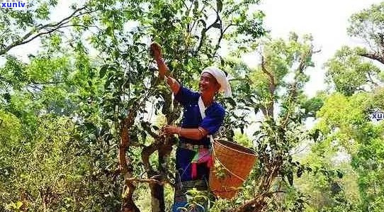 临沧市临翔区特产普洱茶：古树茶香韵，生态茶乡情