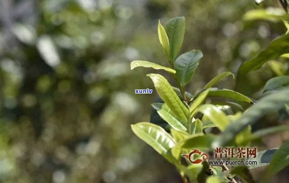 临沧市临翔区特产普洱茶：古树茶香韵，生态茶乡情