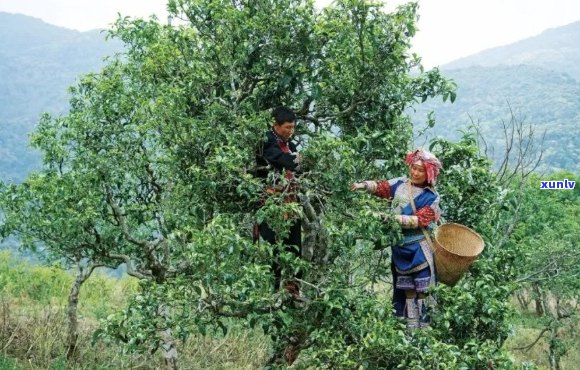 临沧市临翔区特产普洱茶：古树茶香韵，生态茶乡情