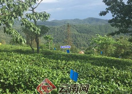 70周年念版普洱茶：时光珍藏，品味越