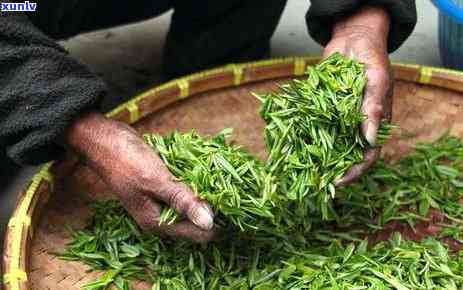 十七岁男生是否适合饮用普洱茶？