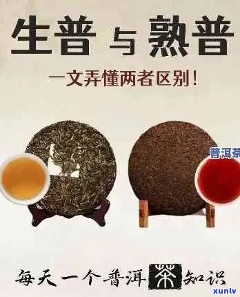 古树纯料普洱茶：生普与熟普的全面对比解析，助您轻松辨识品质高低