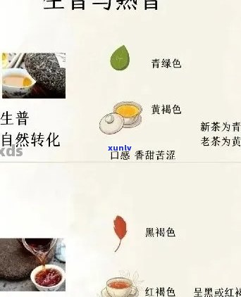 古树纯料普洱茶：生普与熟普的全面对比解析，助您轻松辨识品质高低