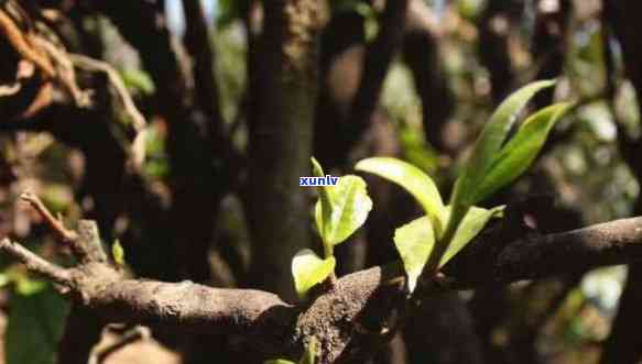 邦海普洱茶古树单芽还是双芽：哪种更好喝？