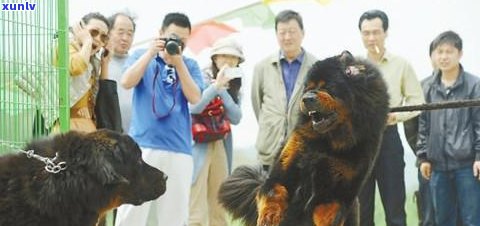 青海普洱茶场