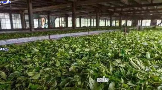 绿色生态铜雀台茶厂：传承古法，打造现代高品质茶叶