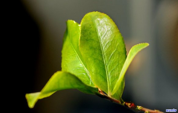 丁香与普洱茶：独特组合的魅力与风味探究