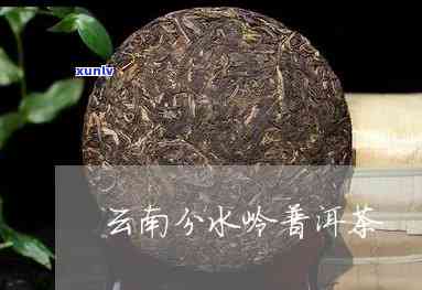 分水岭普洱茶怎么样