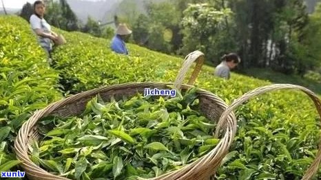 三明地区著名的茶叶品种有哪些？