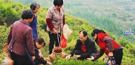 三明茶厂：品质优良的中国茶叶生产厂家，探索茶叶文化与创新工艺