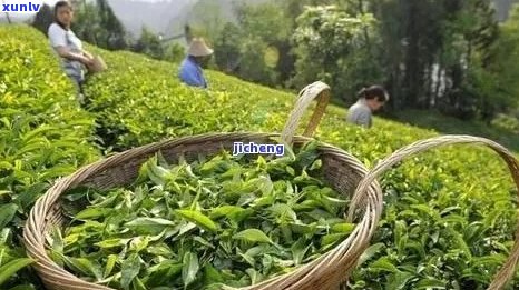 三明名茶：茶叶种类、特产及茶分布