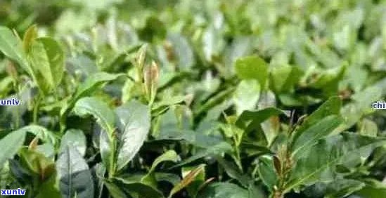 三明名茶：茶叶种类、特产及茶分布