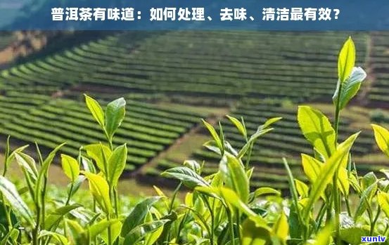 新 '如何去除普洱茶中的草味？小窍门大揭秘'