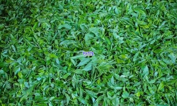 探究普洱茶草青味的成因及品鉴技巧