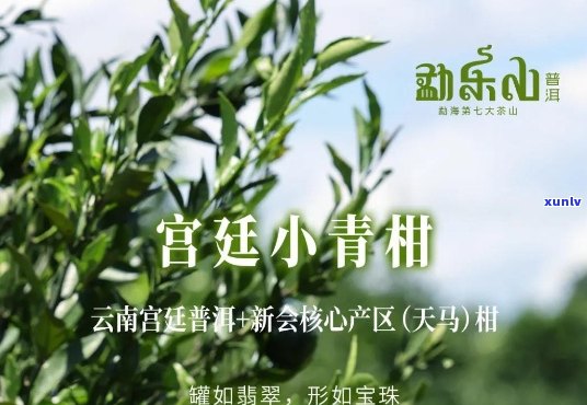 小青柑普洱茶山堂：古树茶香，新派普洱，山堂品质之选