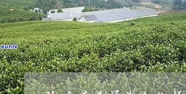 陈远号普洱茶主讲人1001夜：普洱茶陈怀远与陈云号的故事